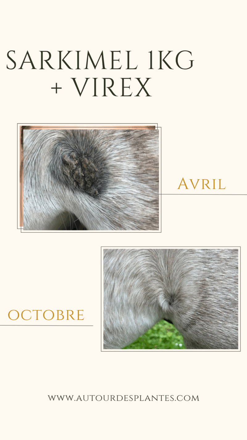 Sarkimel : mélange de plantes pour sarcoïde, mélanome cheval – Image 28