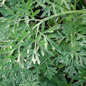 absinthe parasite interne vers