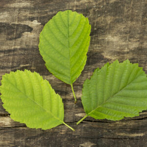 Frêne Mobilité 100g