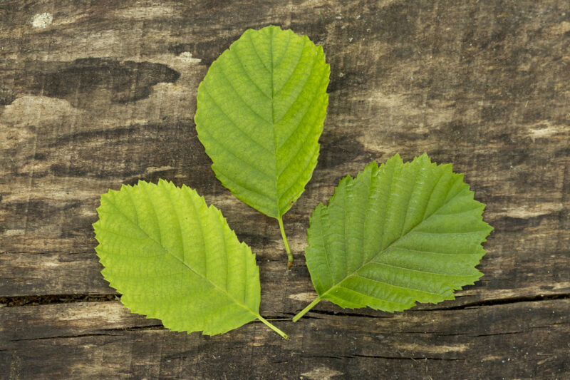 Frêne Mobilité 100g