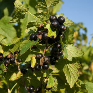 Cassis mobilité arthrose 100g