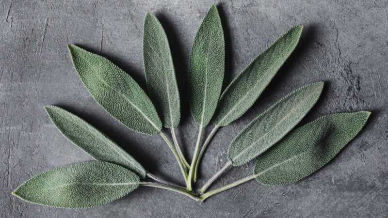 Feuilles de sauge affections buccales 50g