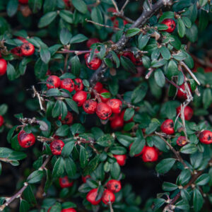 Aubépine 250g circulation sanguine