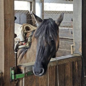 Assainir ses locaux, son matériel (astuce et recette)