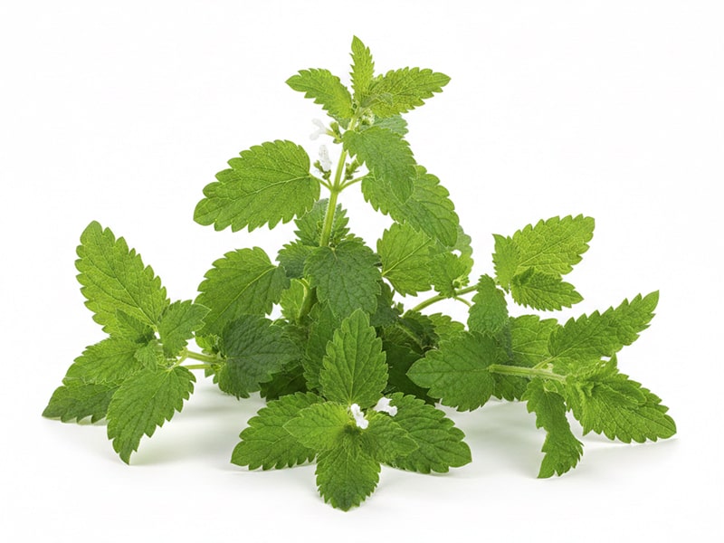 mélisse 250g calmant digestif mélange plantes