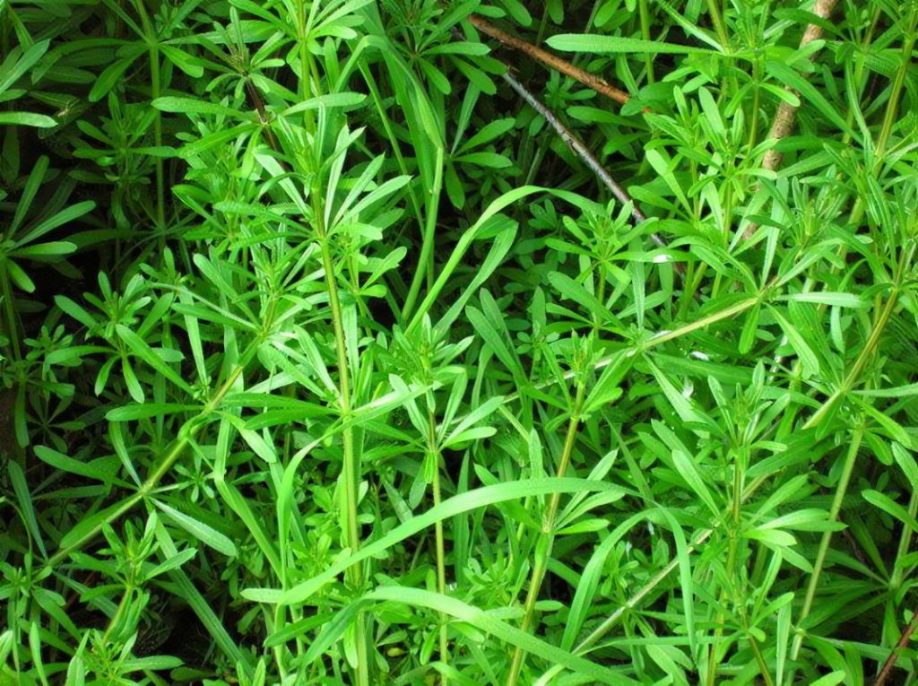 gratteron et calendula engorgement chien