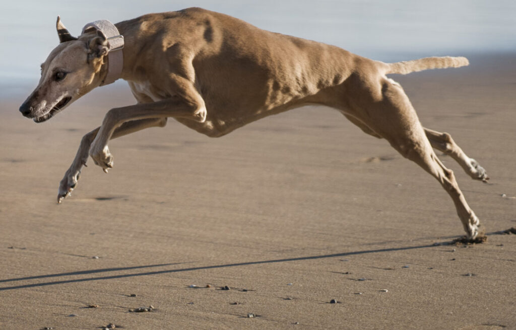 flexi muscles chien