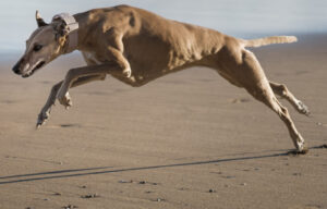flexi muscles chien