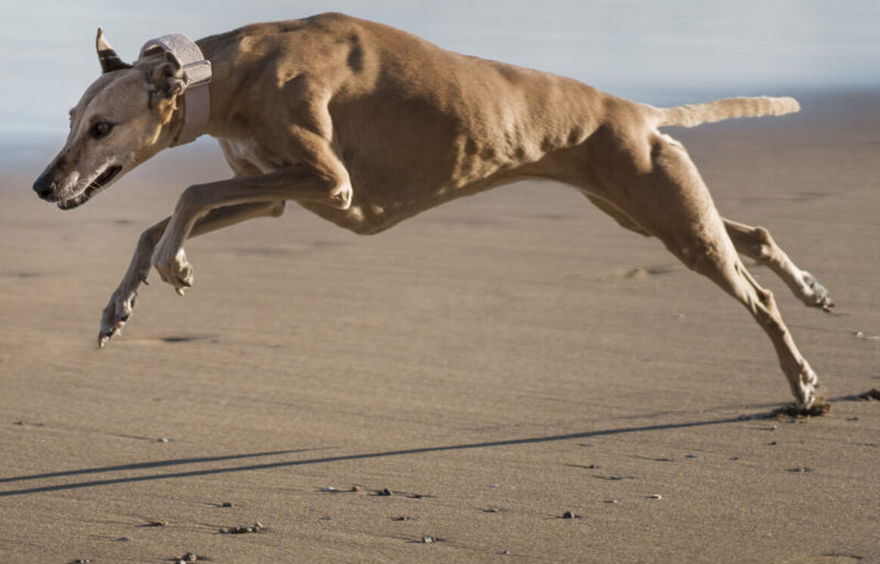 Flexi muscles chien 100g