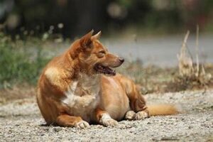 Pds chien Poids