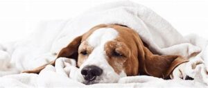 Calm Dog stress