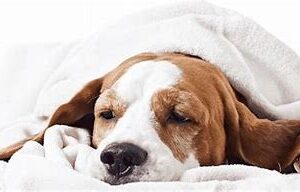 Calm Dog stress