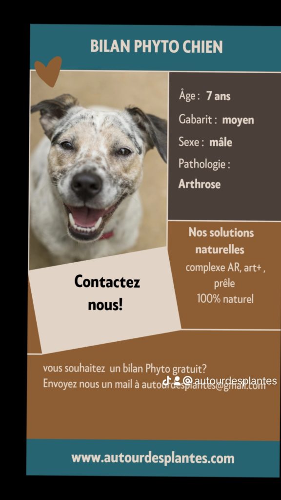 bilan de phytotherapie chien