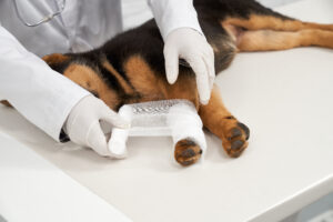 plaies et blessures chien