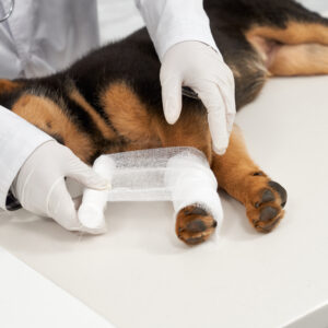 plaies et blessures chien