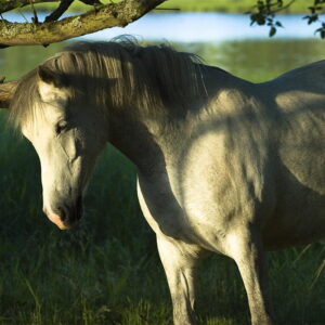 mélange fleur de bach grattage pour traitement dermite démangeaison animale par fleur de bach à Strasbourg en Alsace