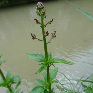 scrofulaire noueuse anti inflammatoire phytotherapie