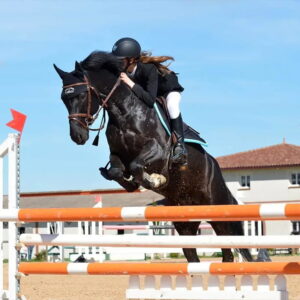 cheval sportif avec mélange de plantes phtytothérapie
