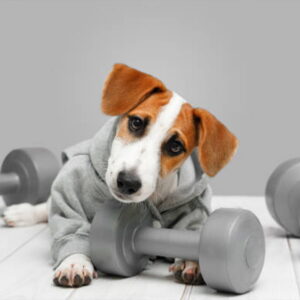 mélange plantes chien sportif