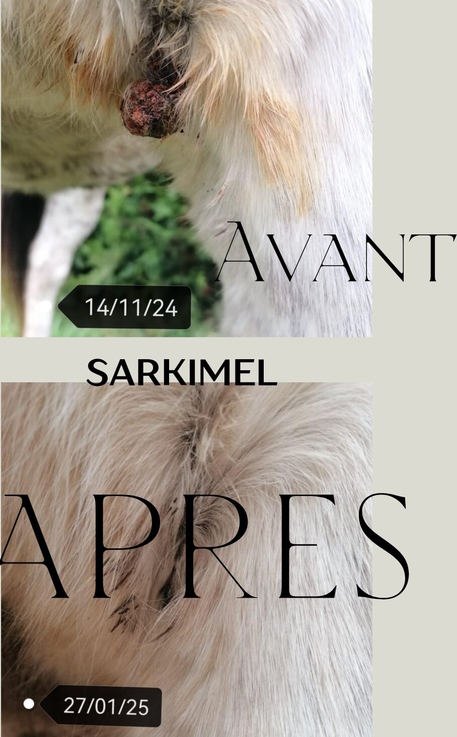 sarkimel sarcoide cheval mélange phytothérapie