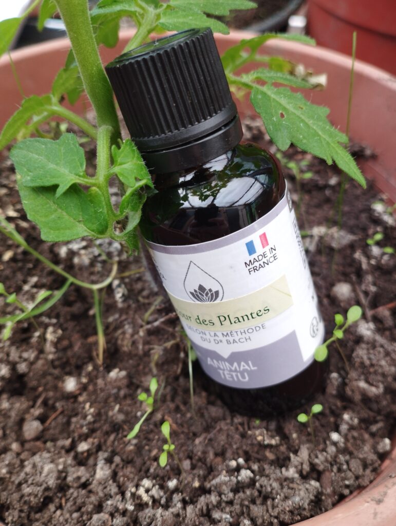 fleur de bach animal têtu
