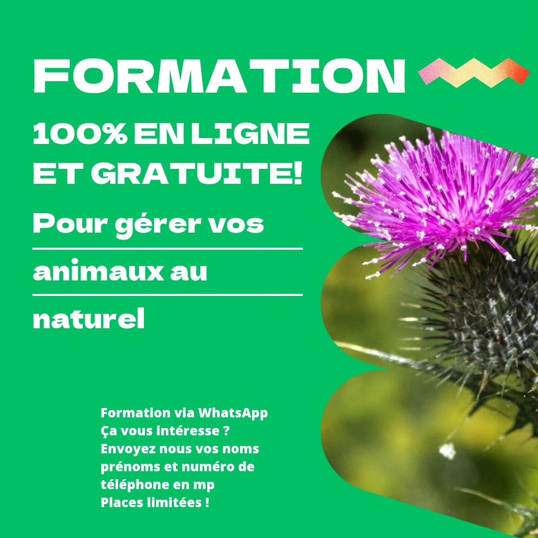 formation whatsapp gratuite phytothérapie