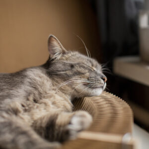 Valériane pour chat