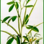 fenugrec-sante-generale