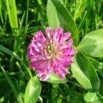 fleur-trefle-rose-3