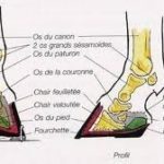 interne-pied