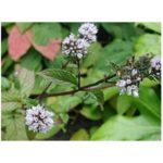 Menthe dermite digestif plante effet apaisant