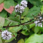 menthe