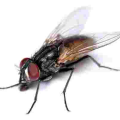 mouche