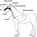 respiratoire