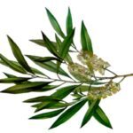 tea tree2